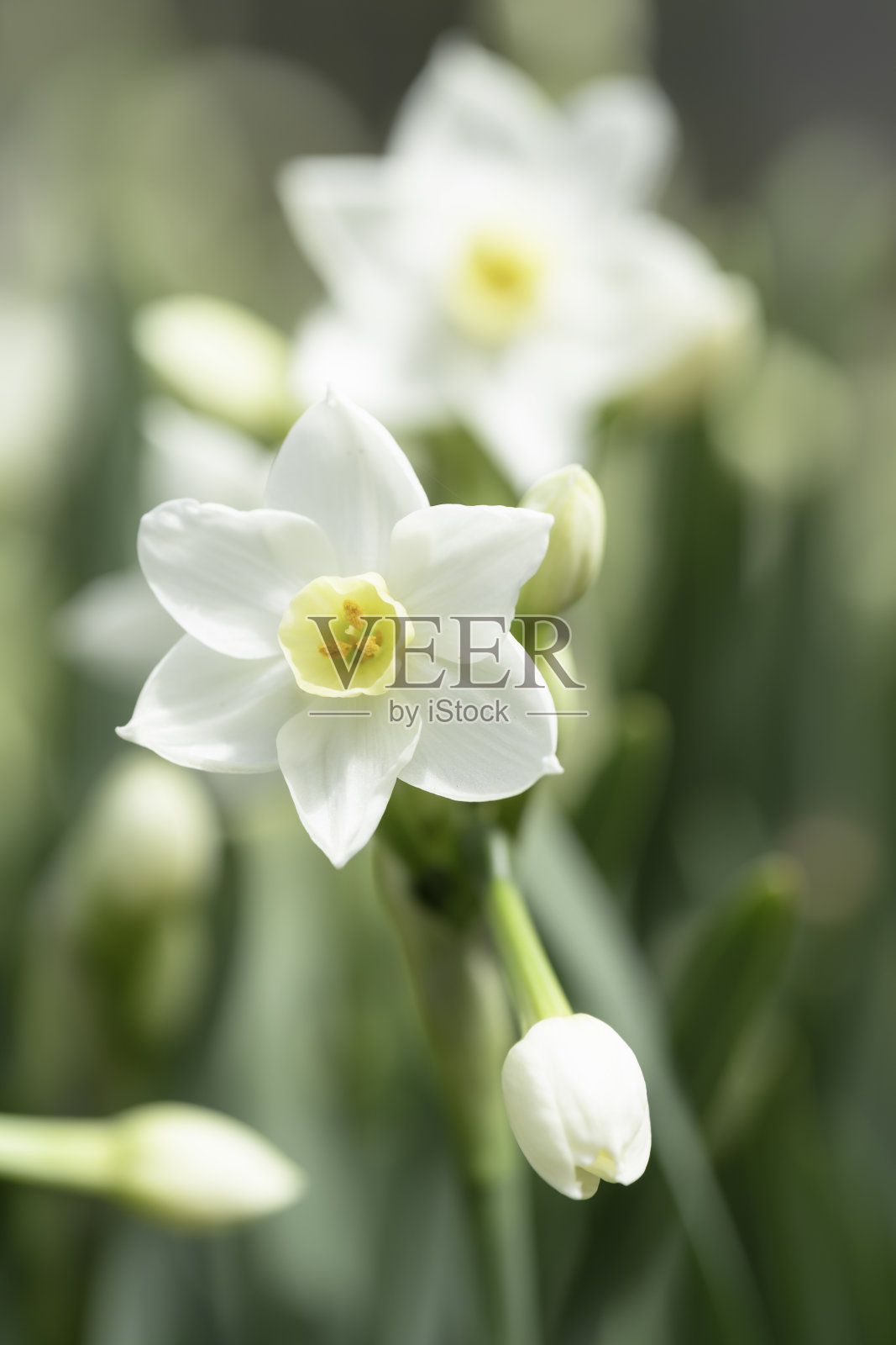白色水仙花背景素材照片摄影图片