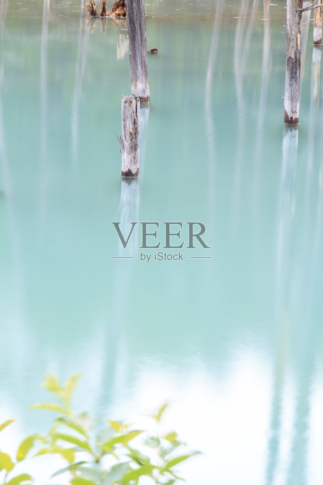 美瑛的迷人蓝色池塘——超现实的自然奇观照片摄影图片