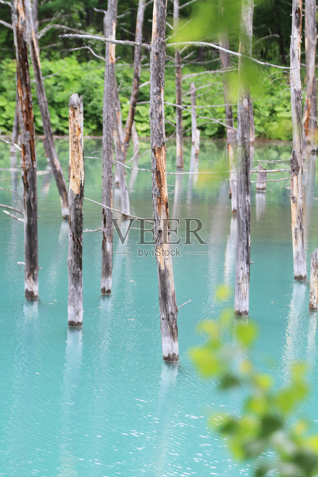 美瑛的迷人蓝色池塘——超现实的自然奇观照片摄影图片