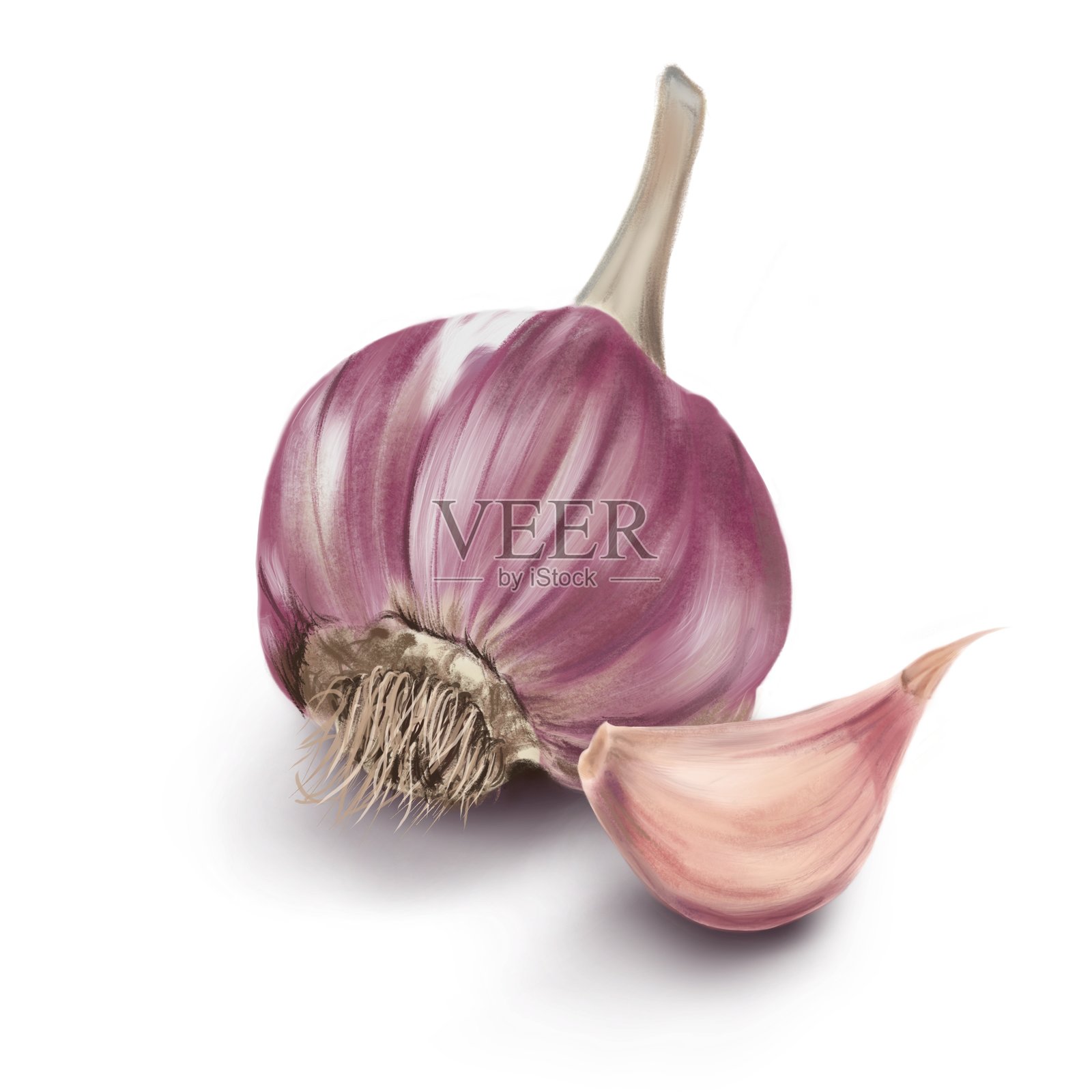 透明背景上的真实大蒜图案照片摄影图片