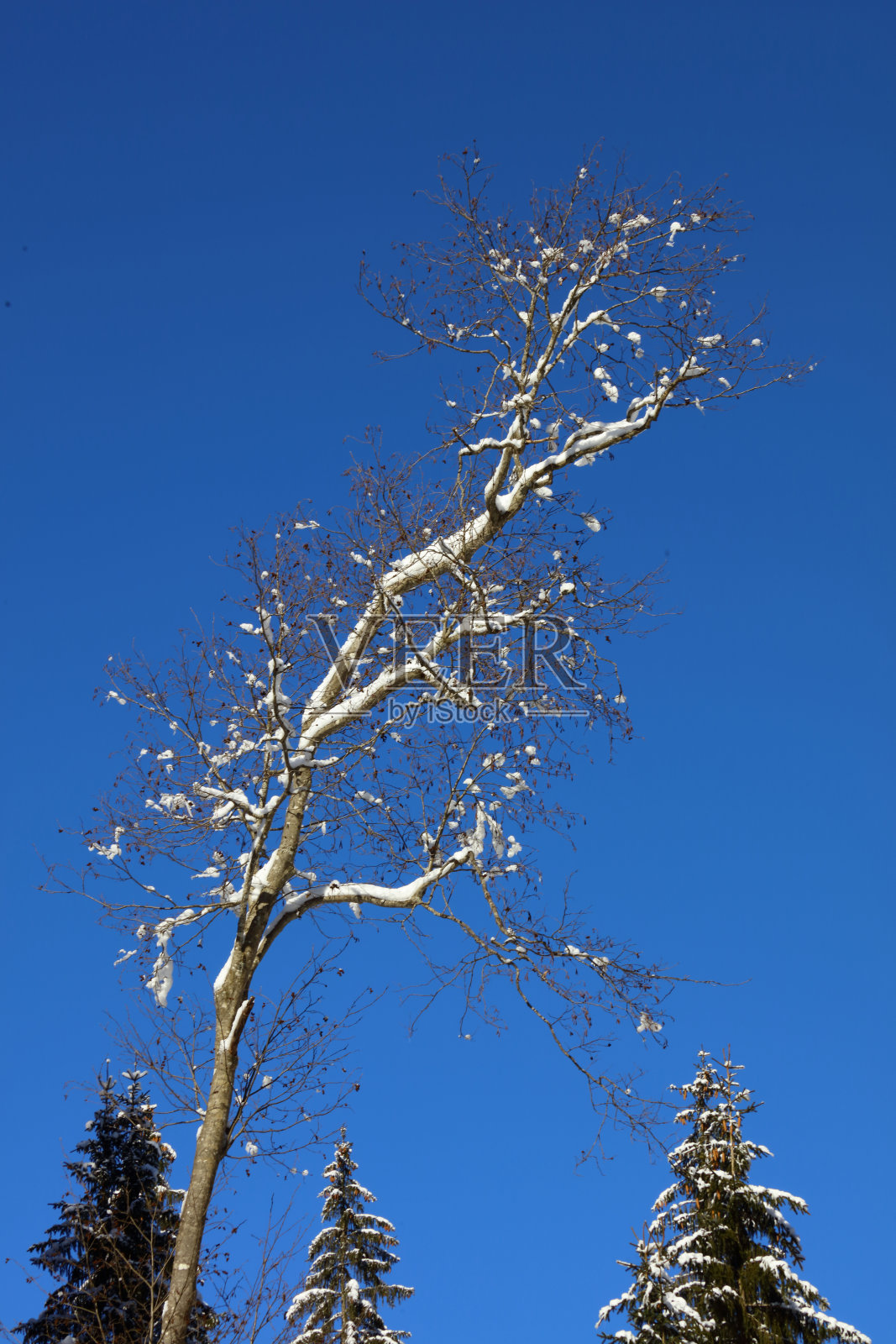 克莱因瓦尔斯特谷 - 冬季 / 克莱因瓦尔斯特谷 - 冬季照片摄影图片