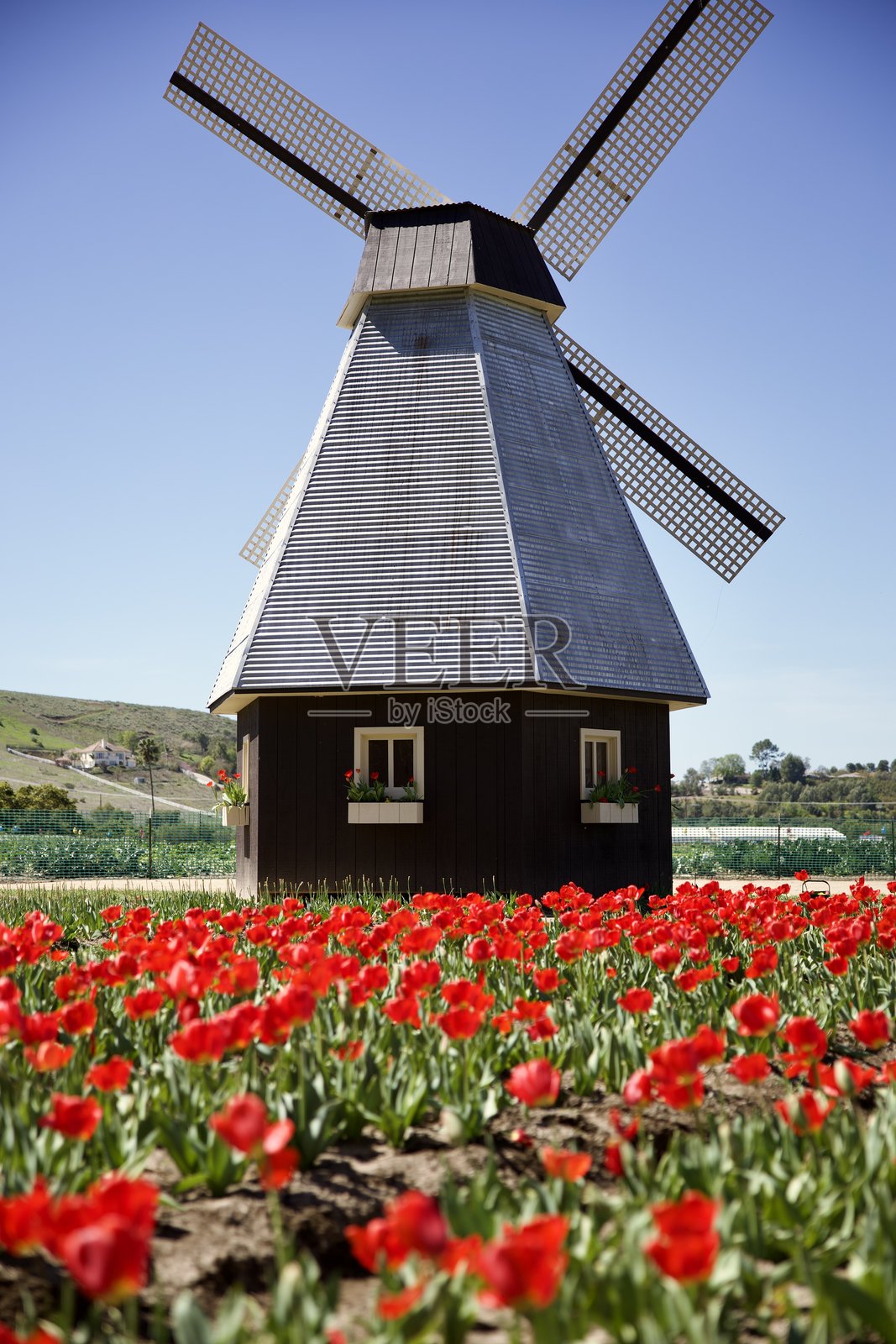 荷兰风车矗立在一片红色郁金香的田野中照片摄影图片