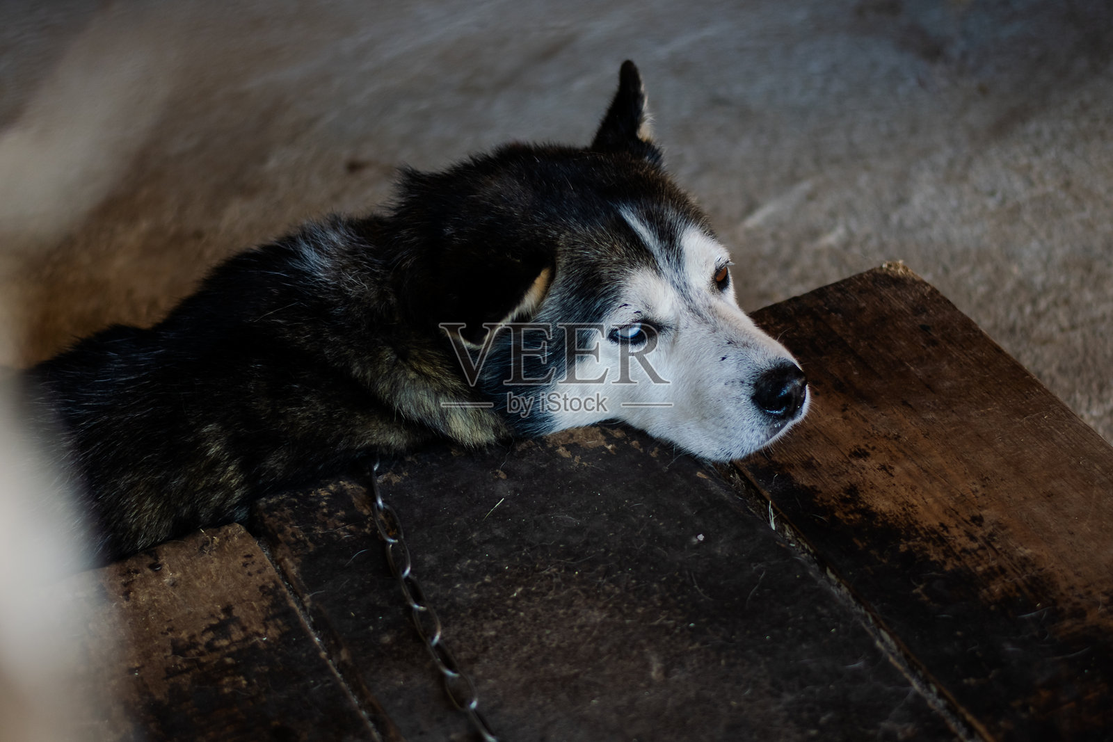 狗照片摄影图片