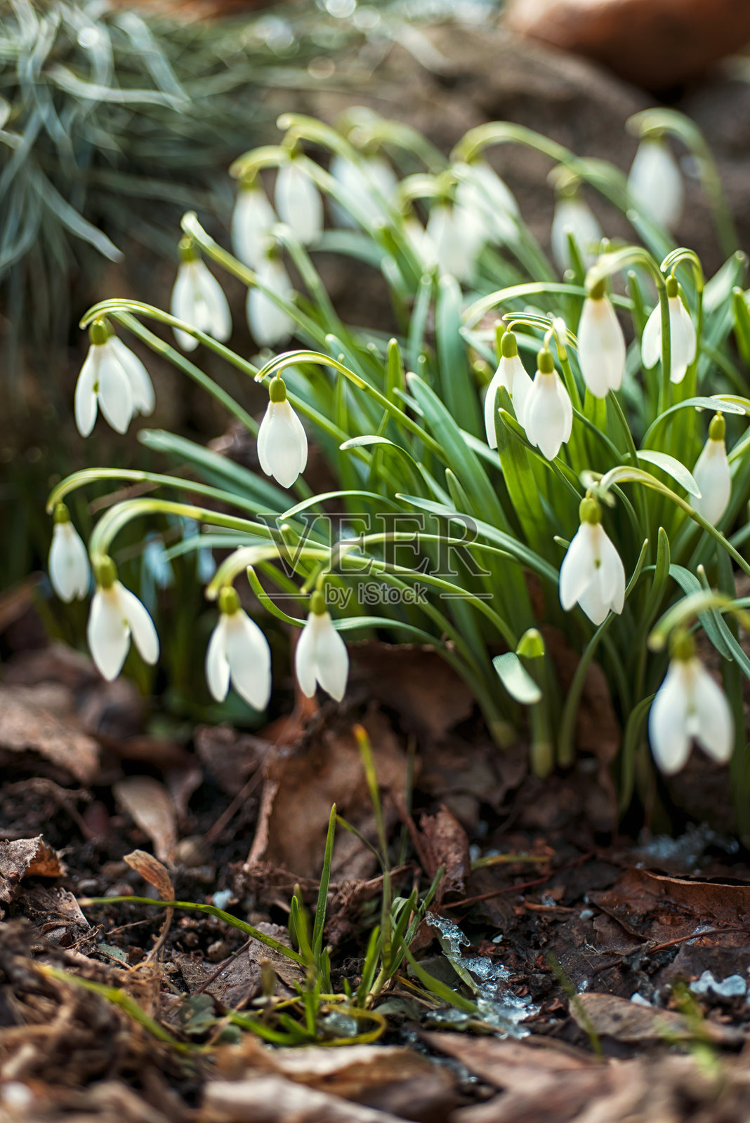 春天的第一朵花是雪花莲。照片摄影图片