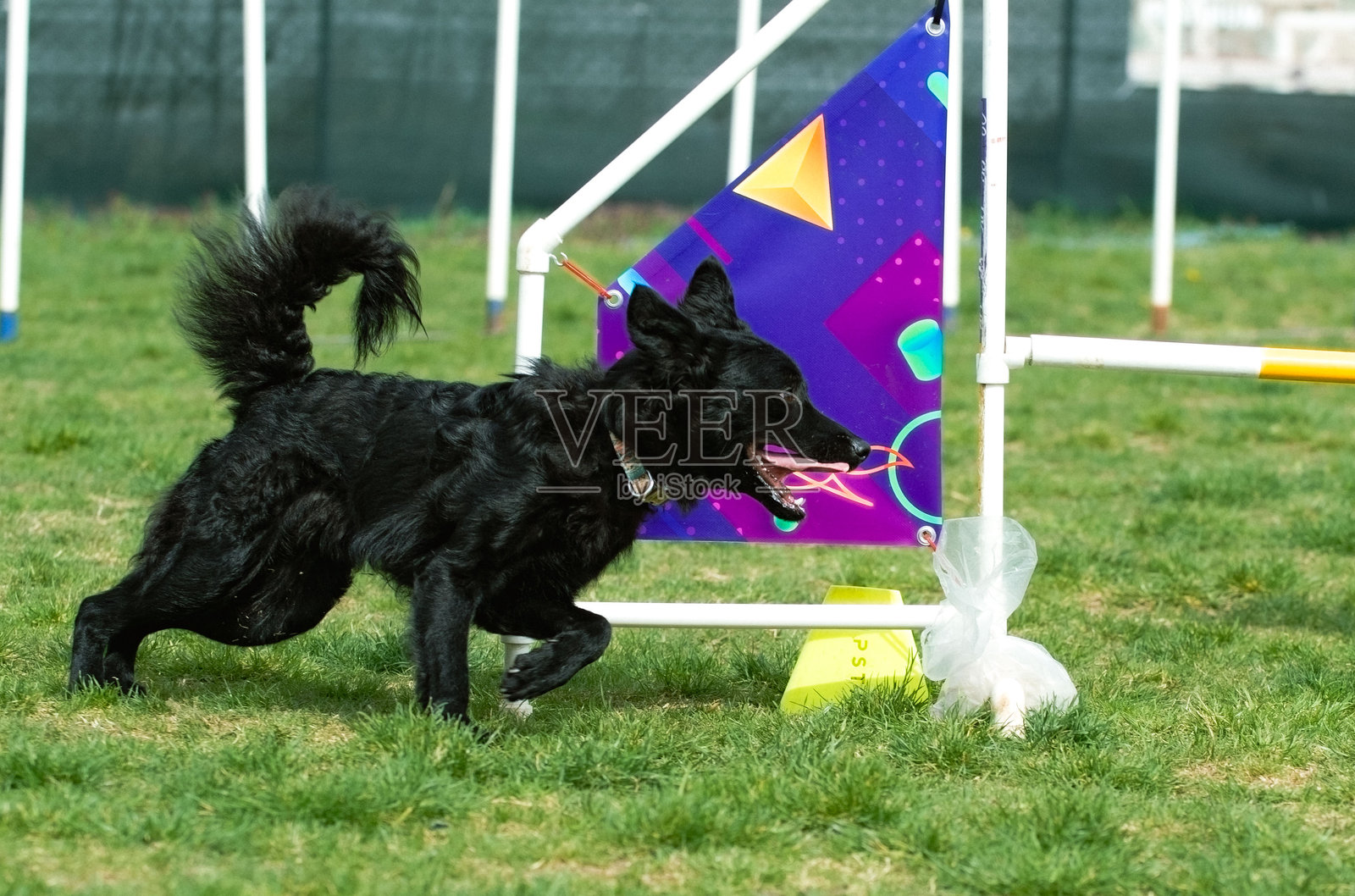 普林塞尔维亚牧羊犬照片摄影图片