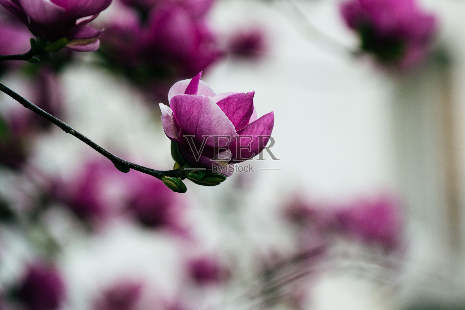 木兰花照片摄影图片