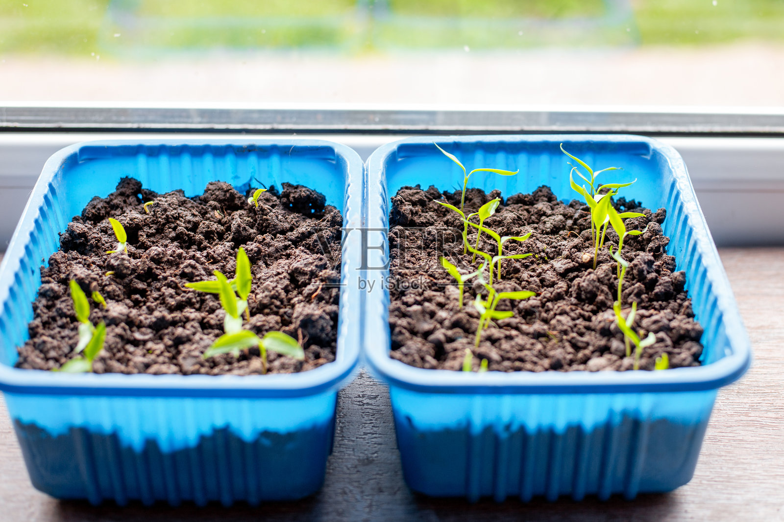 窗台上的容器里,辣椒幼苗在土壤中发芽。种植蔬菜幼苗。照片摄影图片