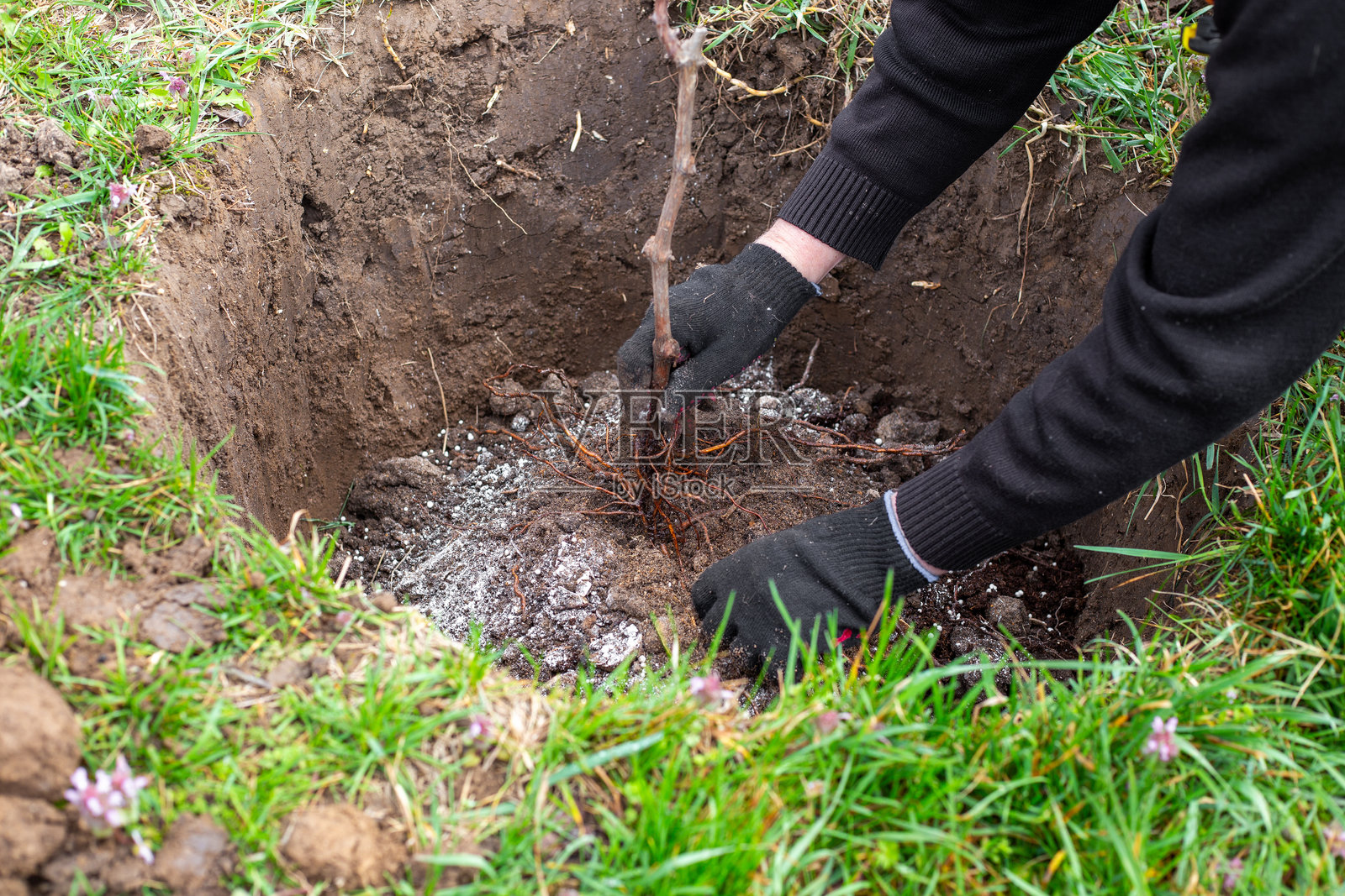 园丁在挖好的洞里种植一棵果树幼苗。种植幼苗和培育花园。照片摄影图片