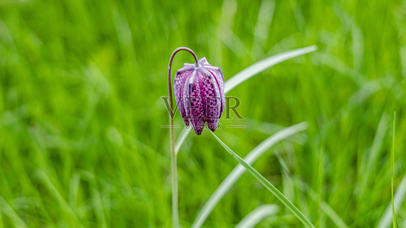 法国的野生自然田野和河流照片摄影图片