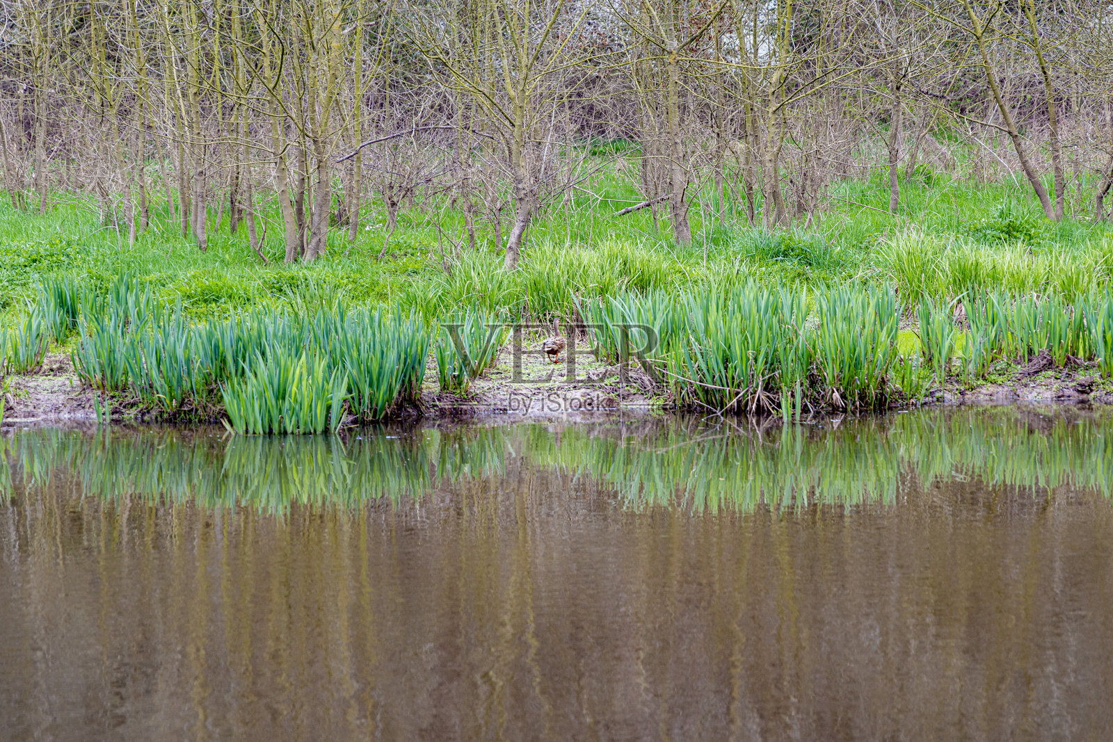法国的野生自然田野和河流照片摄影图片