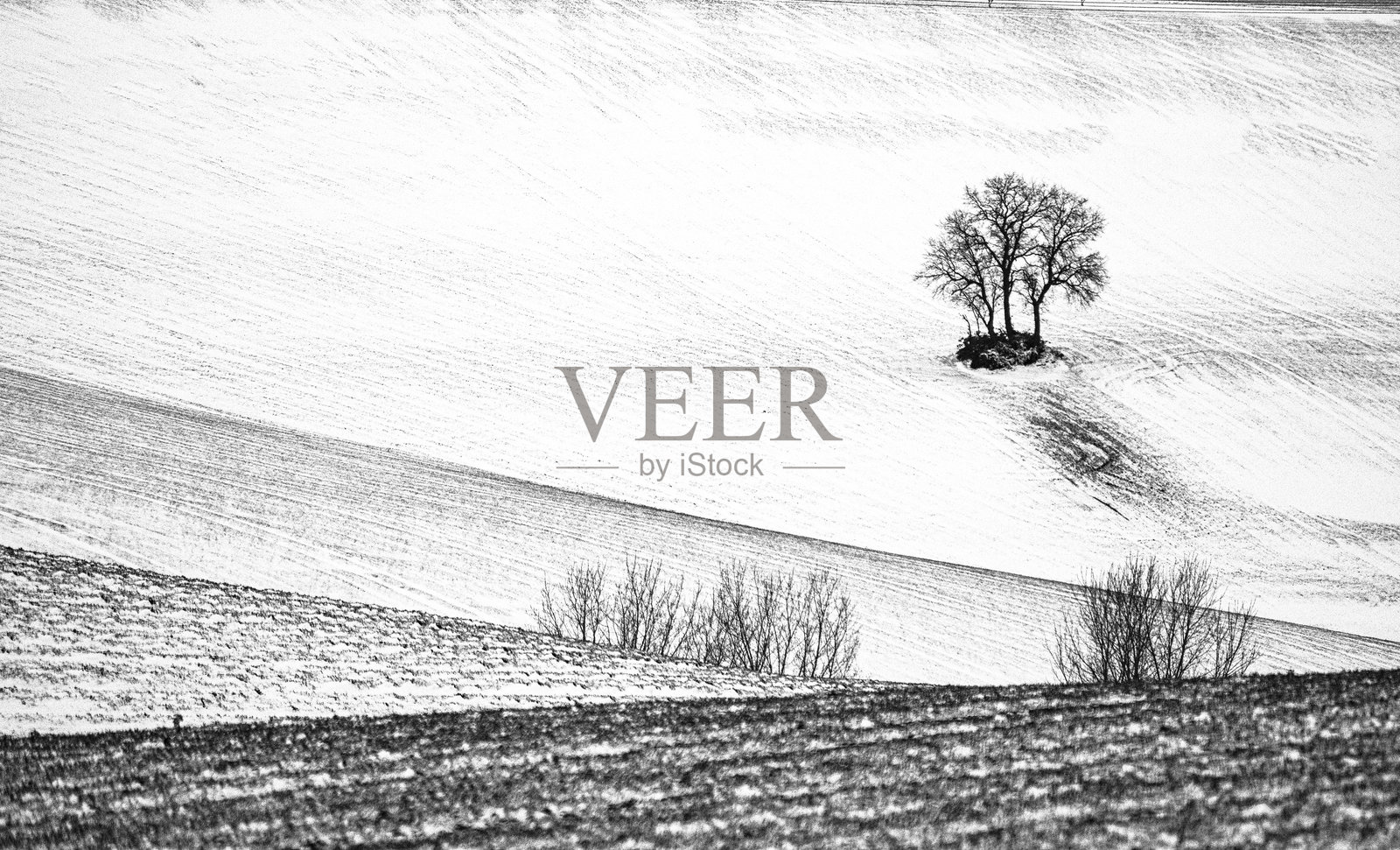 几何形状的农田,盈利的田地,单棵树。照片摄影图片