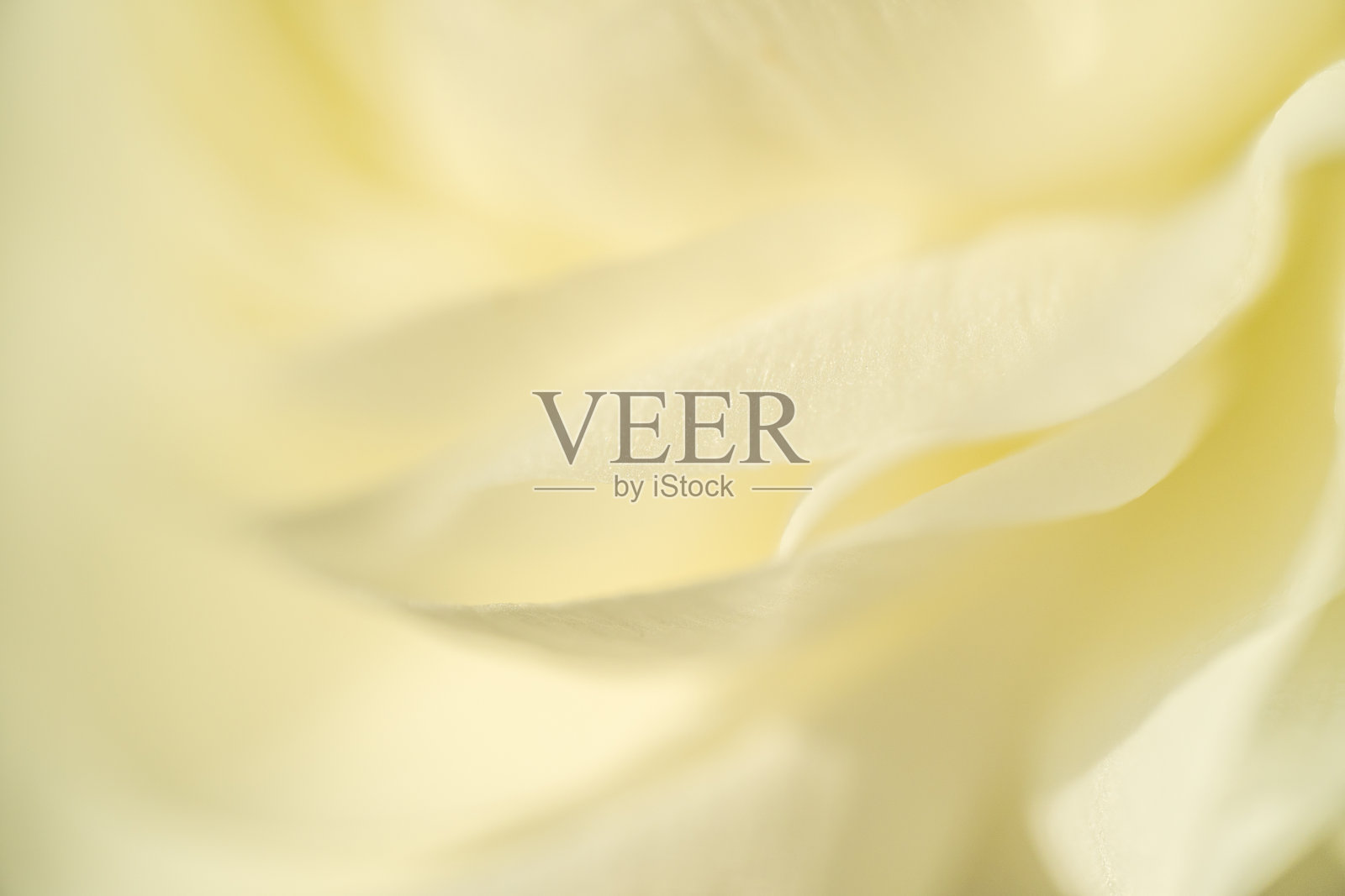 梦幻般的特写镜头下,柔软的白色毛茛花瓣照片摄影图片