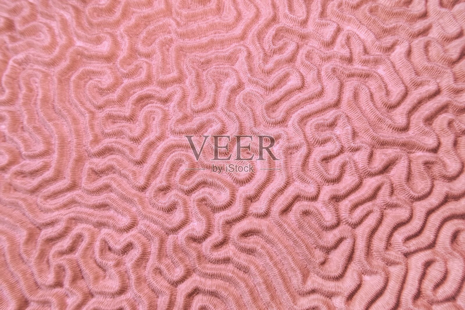 时尚珊瑚色的抽象背景 - 硬脑珊瑚的有机纹理照片摄影图片