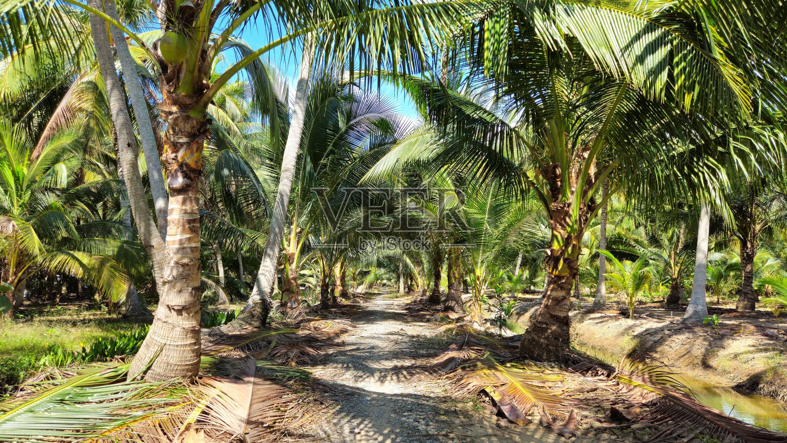阳光照耀的小径蜿蜒穿过越南湄公河三角洲郁郁葱葱的椰子树种植园。照片摄影图片