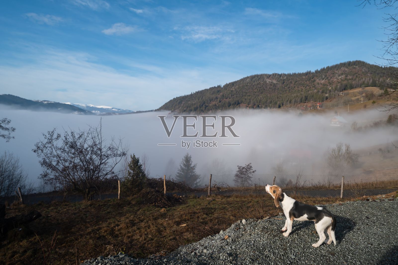 小猎犬幼犬在山丘上,俯瞰雾气弥漫的山谷。照片摄影图片