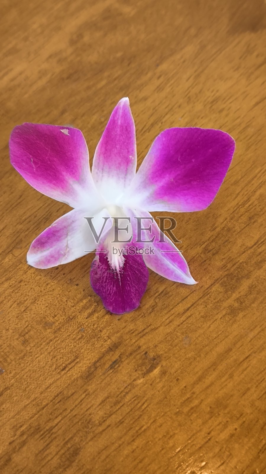 紫色兰花放在木桌上照片摄影图片