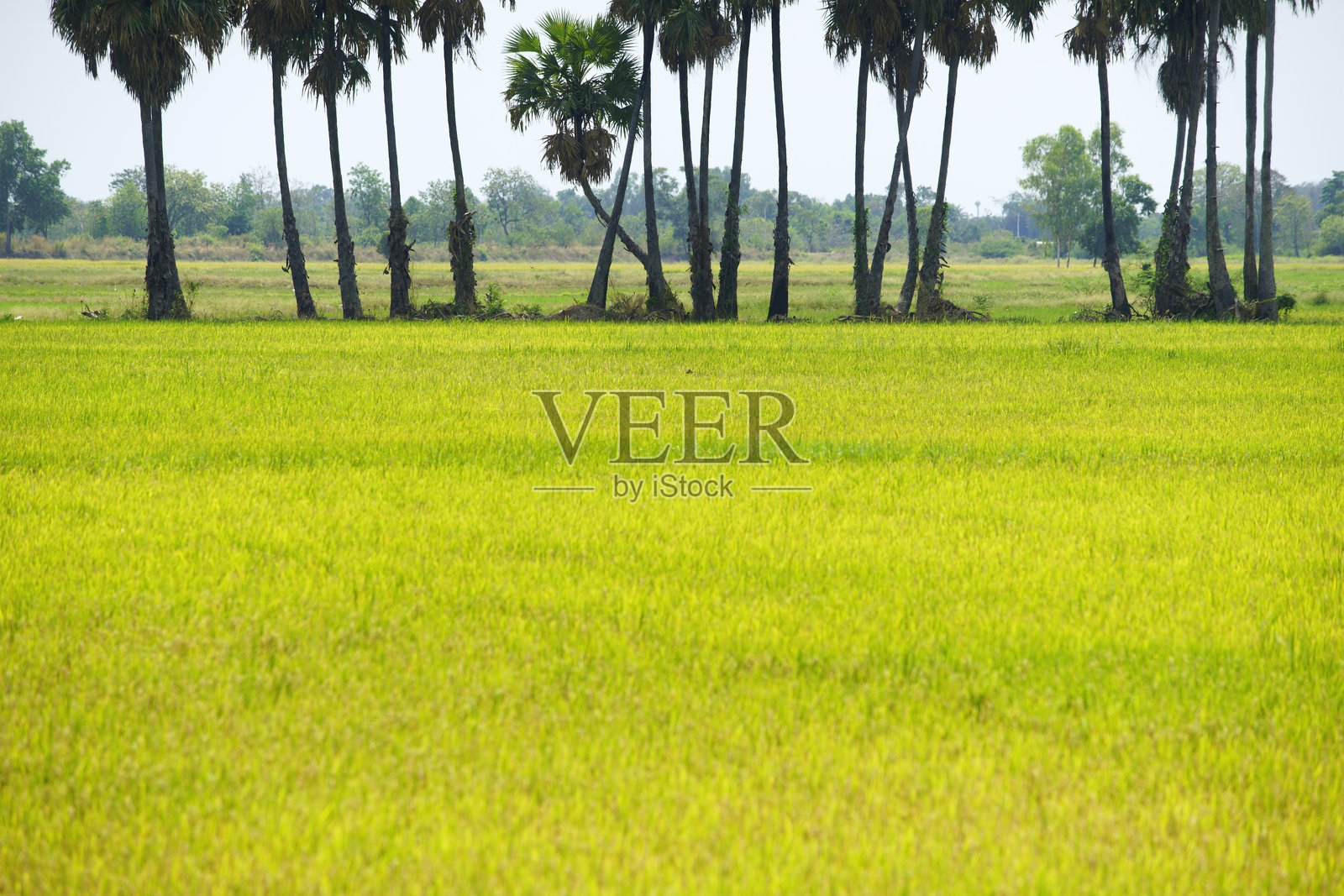 阳光明媚的日间郁郁葱葱的稻田,背景有棕榈树照片摄影图片