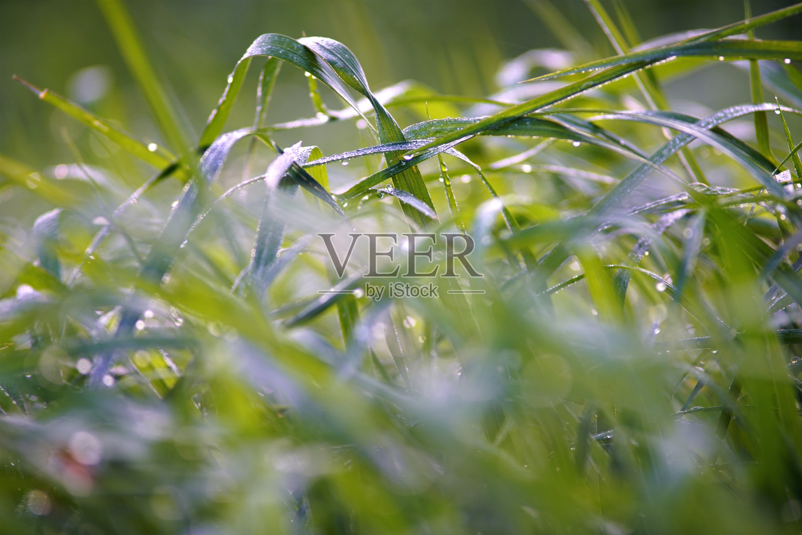 阳光透过草叶洒在露珠湿润的绿色草地上,展现自然风光照片摄影图片