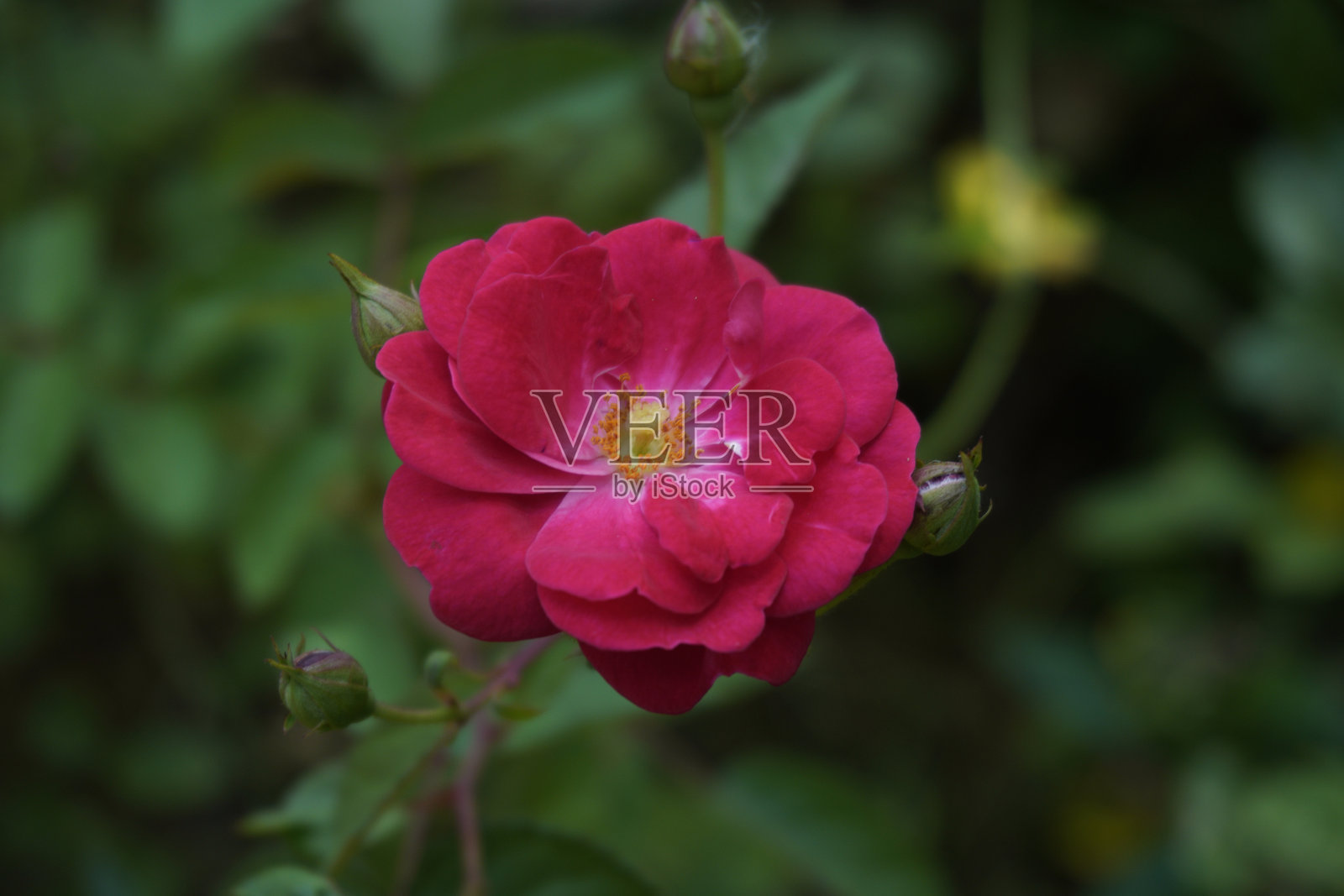 鲜艳的红玫瑰照片摄影图片