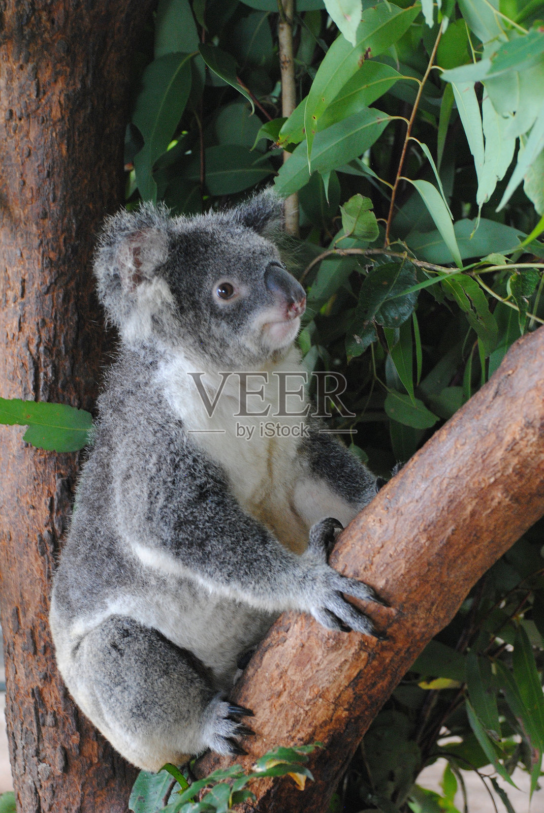 考拉在桉树上。照片摄影图片