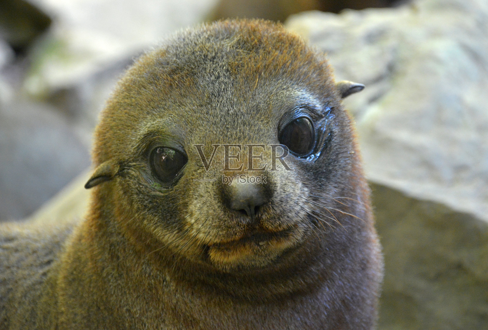 澳大利亚毛皮海豹幼崽 (Arctocephalus forsteri)照片摄影图片