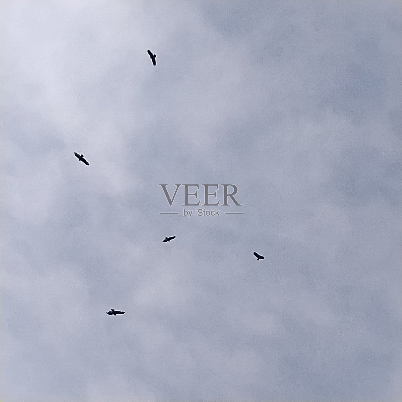 秃鹰锅照片摄影图片