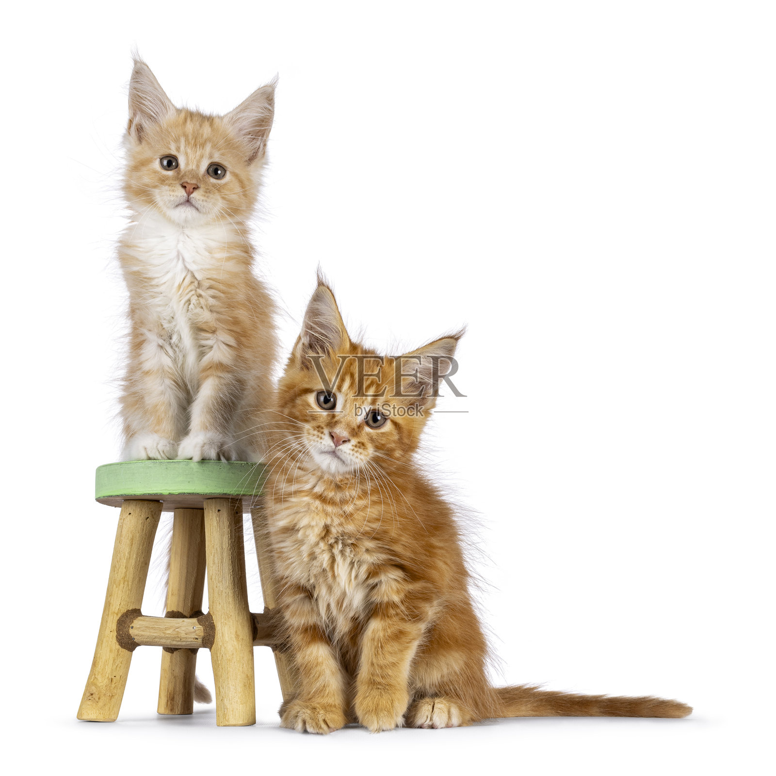 白色背景上的缅因猫小猫照片摄影图片