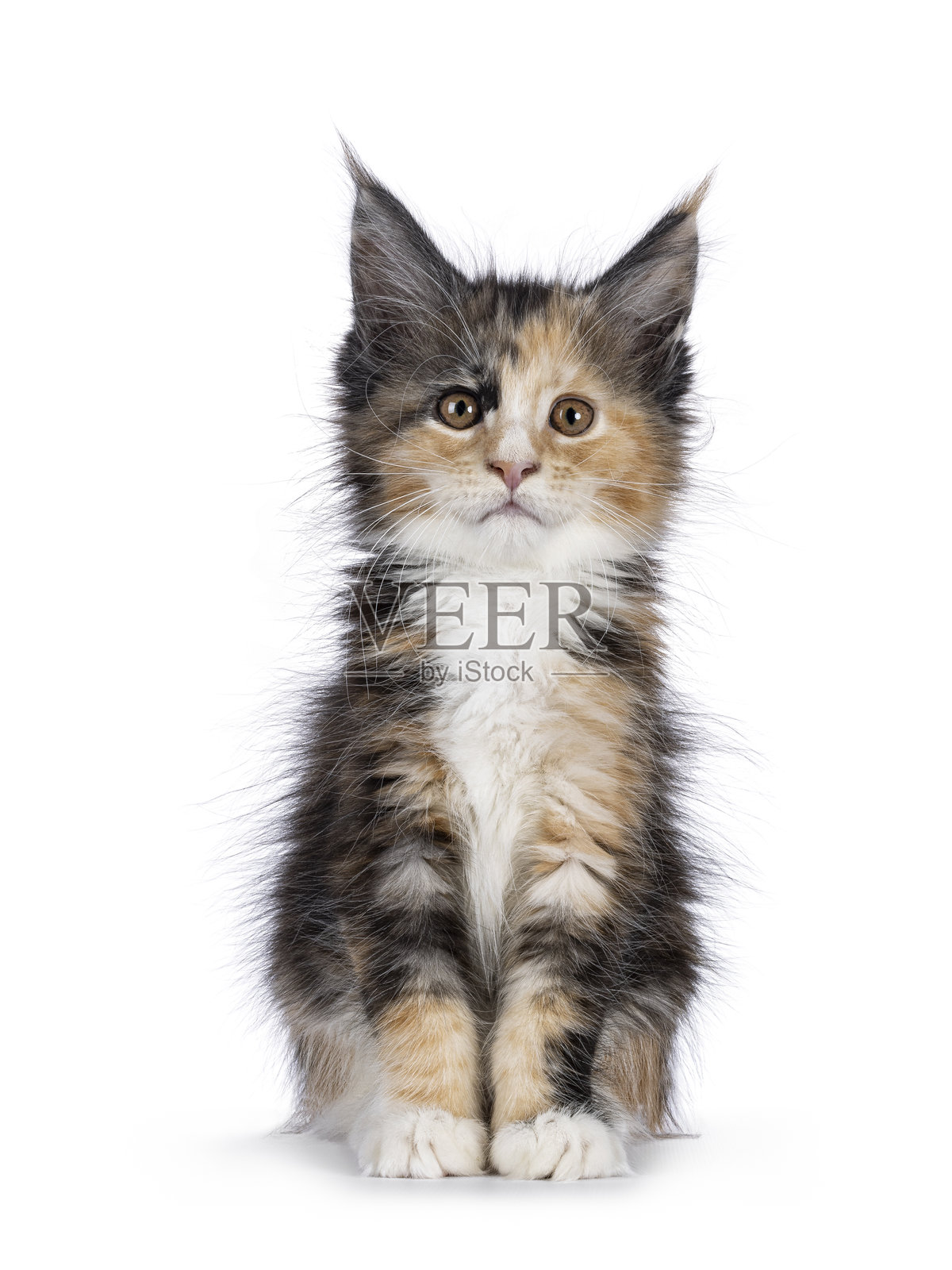 白色背景上的小猫照片摄影图片