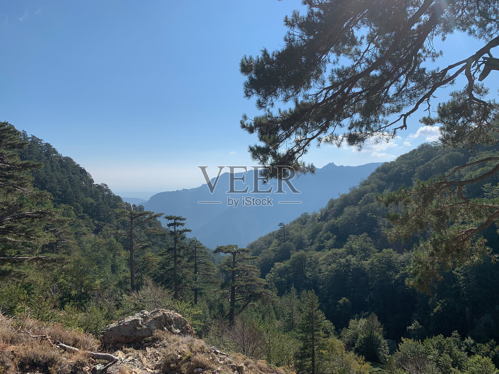 南科西嘉的卡帕内尔附近的GR20步道上的森林照片摄影图片