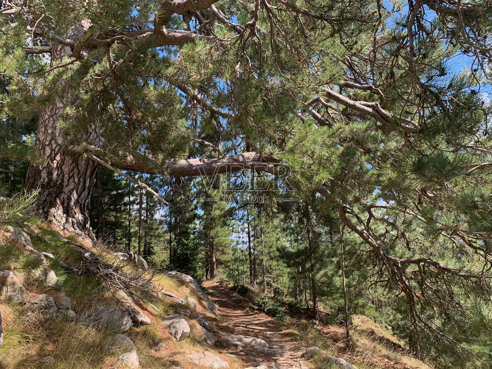 南科西嘉的卡帕内尔附近GR20步道上的森林照片摄影图片