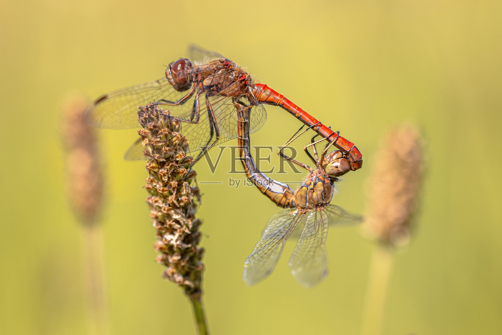 红色蜻蜓照片摄影图片