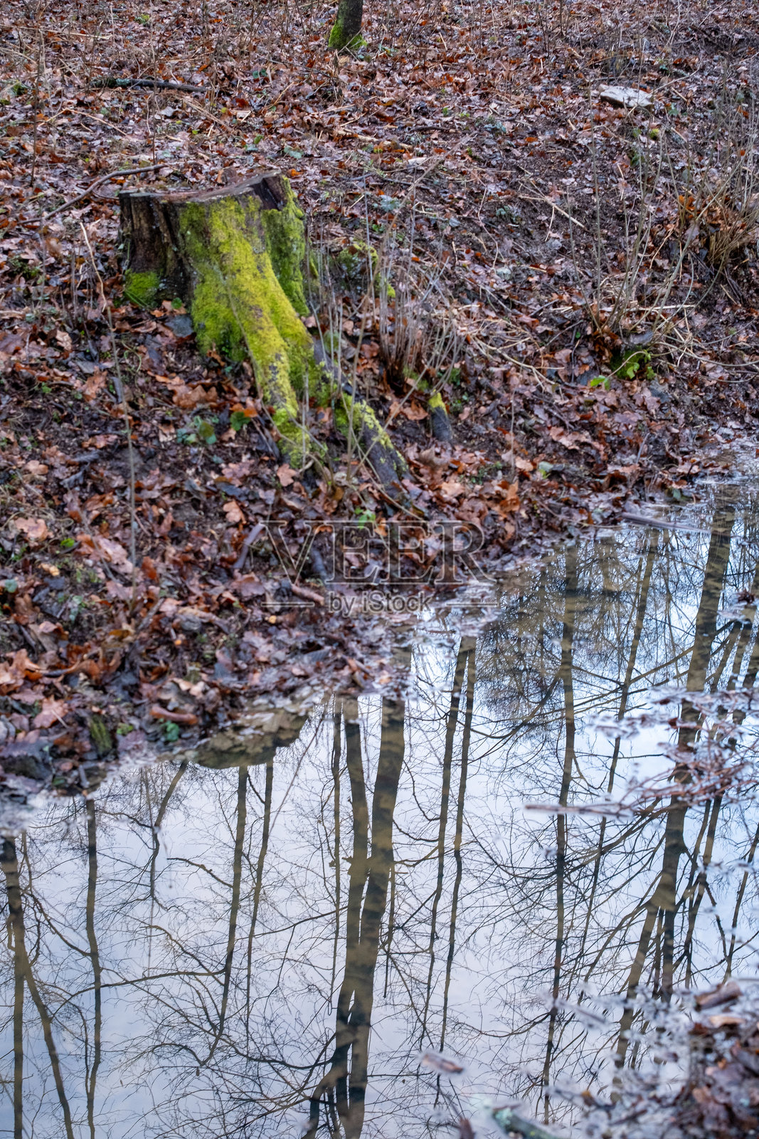 树木在苔藓树桩旁的水坑中的倒影照片摄影图片
