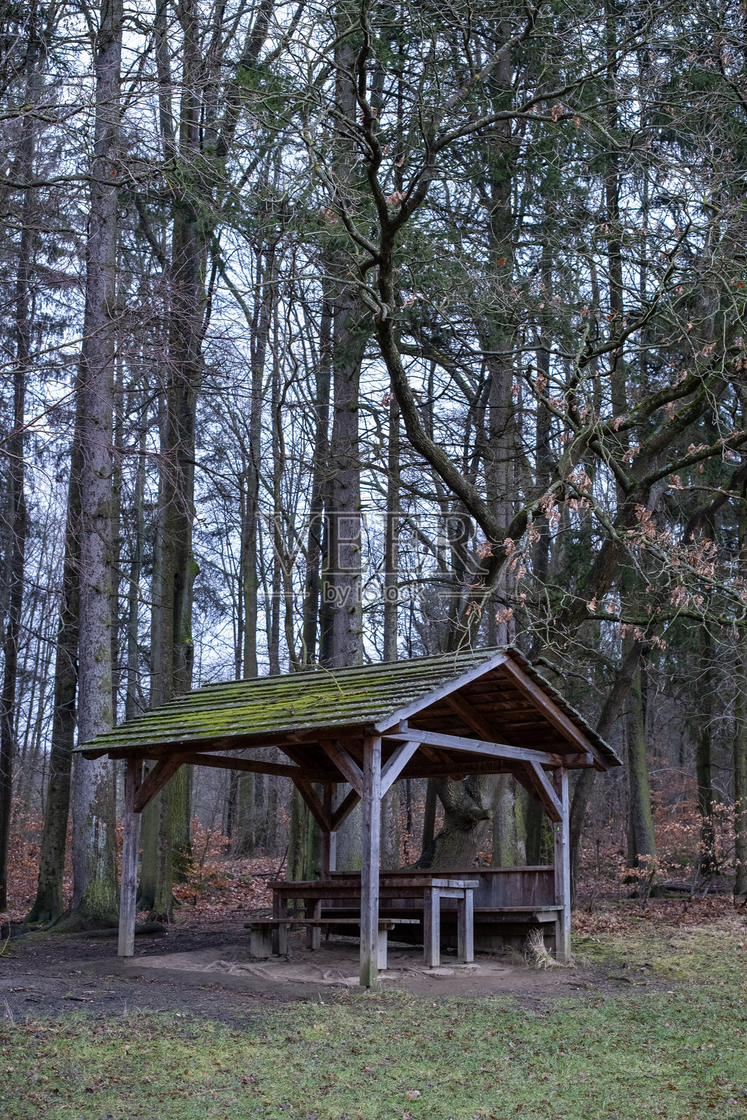 森林中的木质庇护所,屋顶覆盖着苔藓照片摄影图片