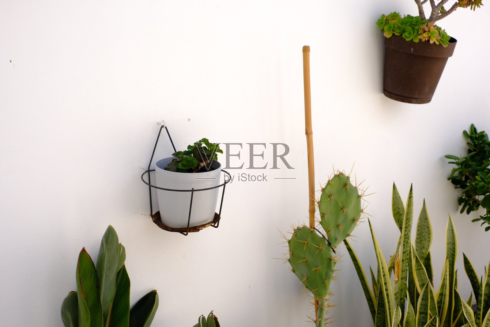 极简主义花园设计,白墙上有仙人掌、盆栽植物和竹子元素照片摄影图片