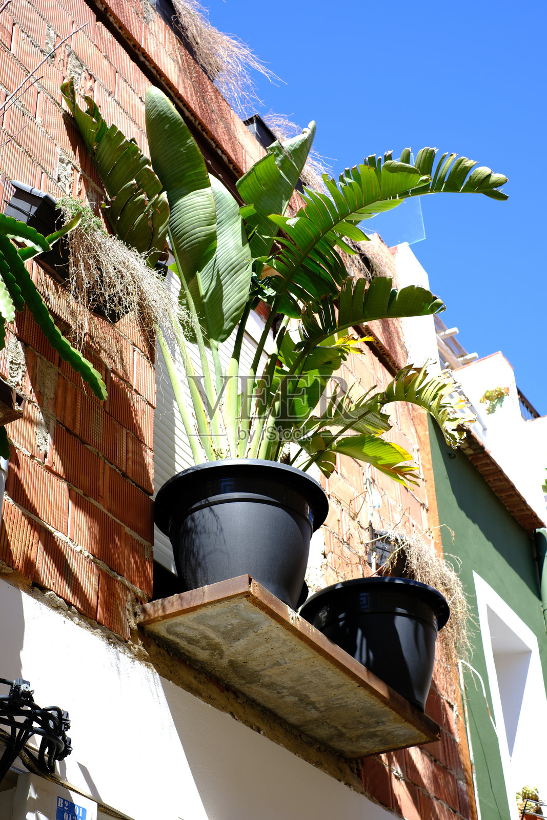 阳光明媚的地中海阳台上,郁郁葱葱的绿色盆栽植物照片摄影图片