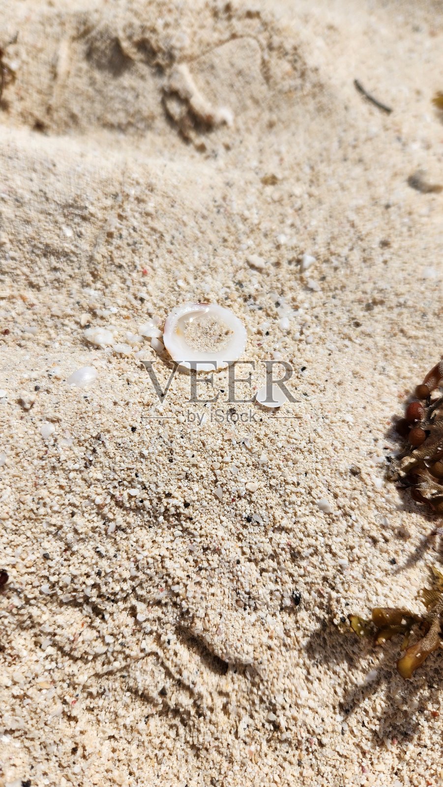 带水泡的海贝壳照片摄影图片