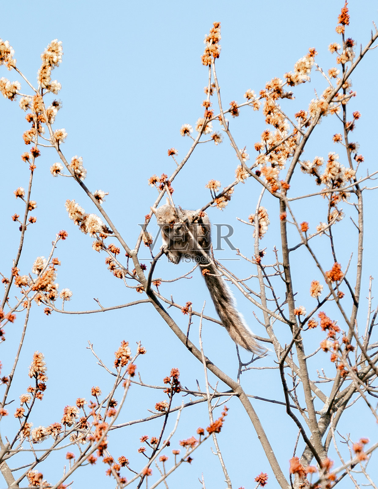 松鼠的生活照片摄影图片