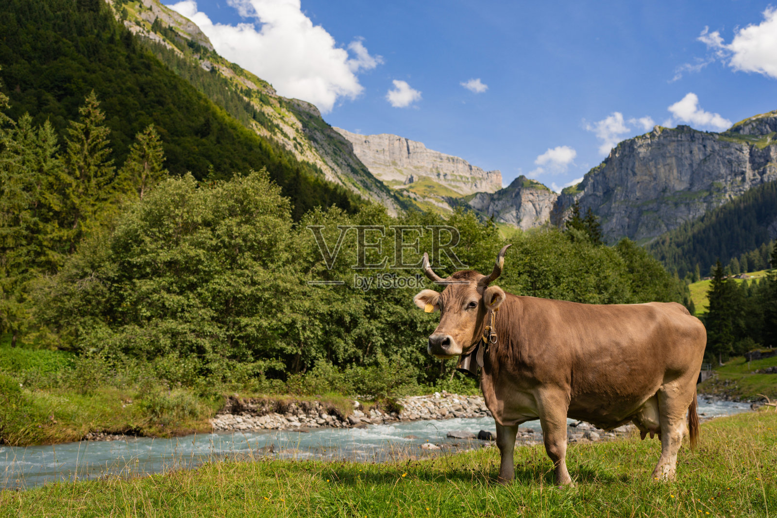 奶牛养殖。哺乳动物在草地上吃草。牧场上的牛。牧场里满是牛和小牛。乡村的牛。放牧的牲畜田。吃草的牛。照片摄影图片