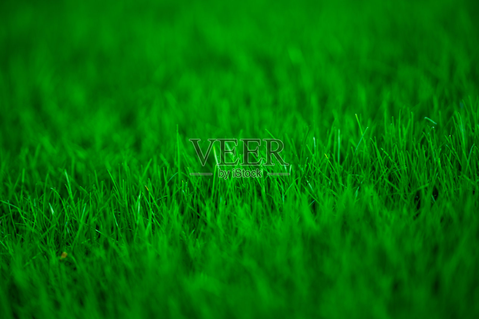 草地背景。夏季草原乡村。宁静的草坡。草地图案。春季草地。阳光明媚的绿地。田园牧场。绿色田野纹理。天空下的草地。绿色草地壁纸。照片摄影图片