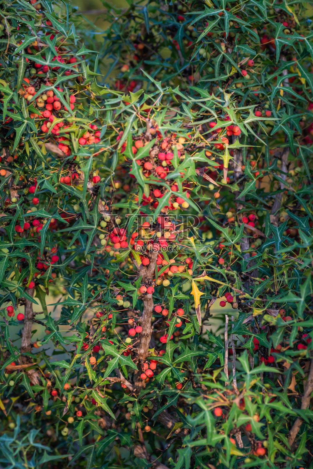 德克萨斯州夏季野花,奥斯丁,德克萨斯州照片摄影图片