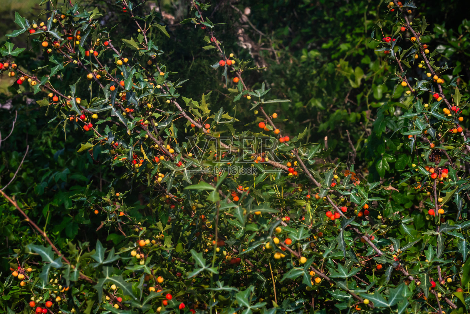 德克萨斯州夏季野花,奥斯丁,德克萨斯州照片摄影图片