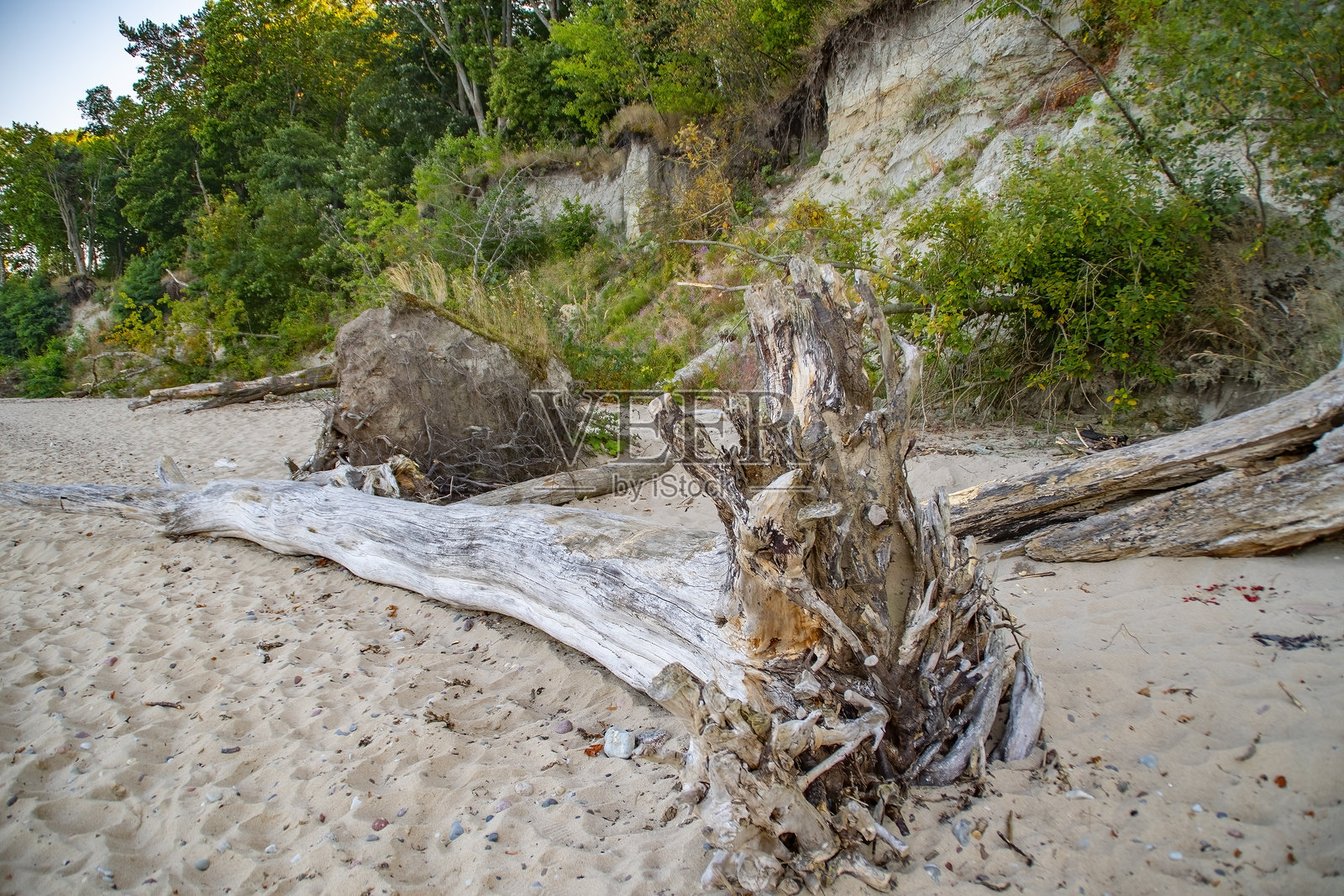 一棵倒下的树木在沙滩上。树干和被拔出的根部躺在海滩上。照片摄影图片