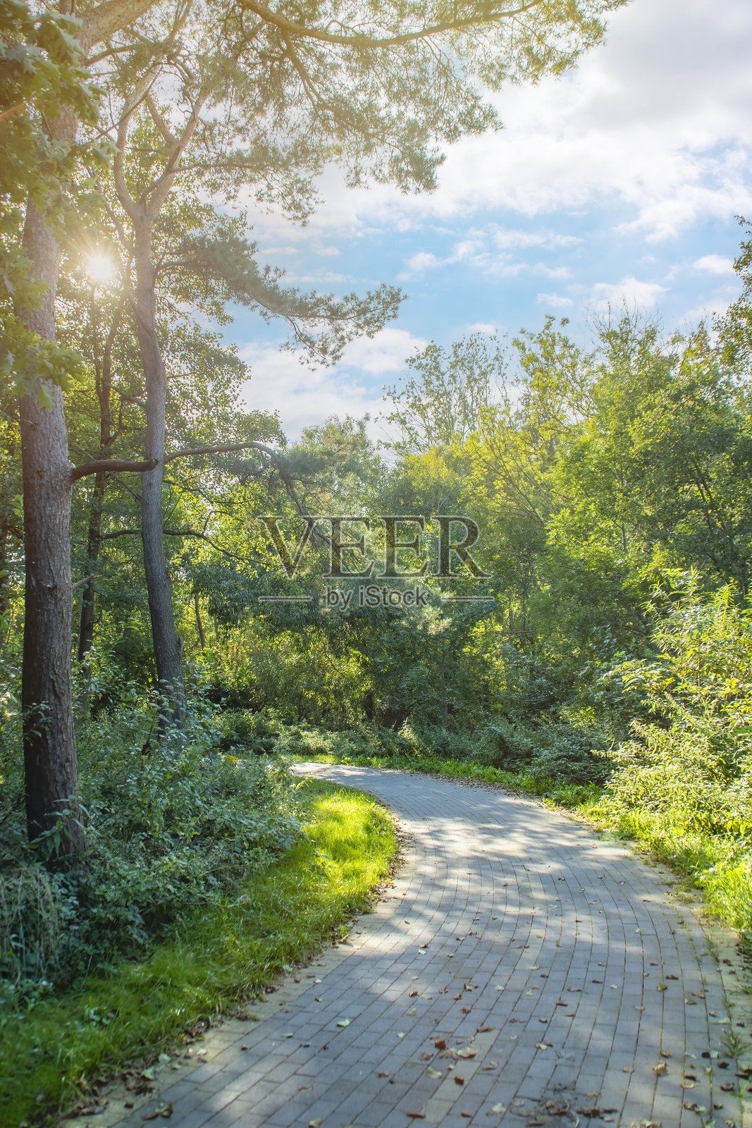 乡村树木间的沥青自行车道。森林中的骑行场所。配备齐全的运动场地。沥青路的转弯处。照片摄影图片