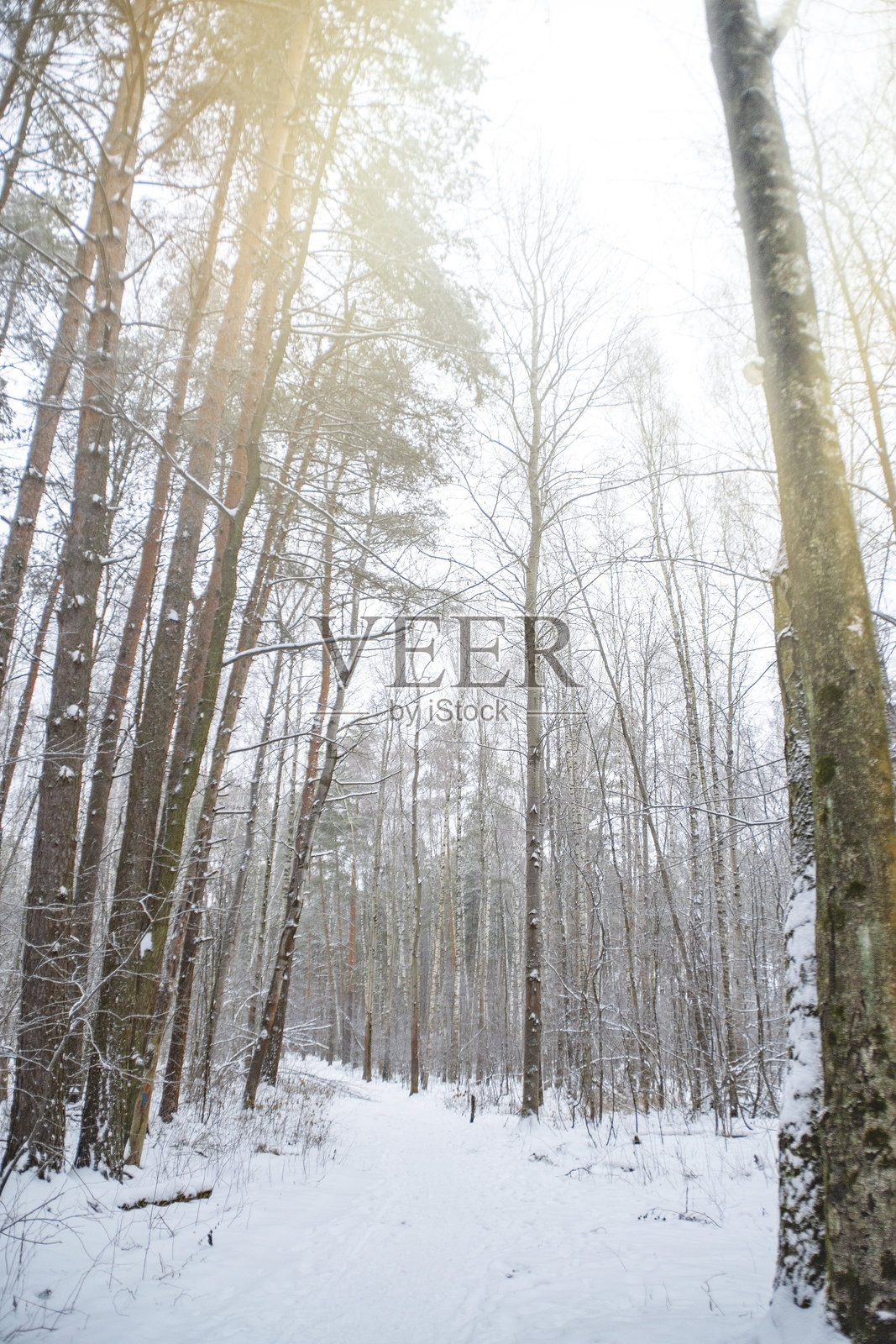 冬季森林中的一条踩踏小径。公园中树木之间的小路。背景是冬季风景。照片摄影图片