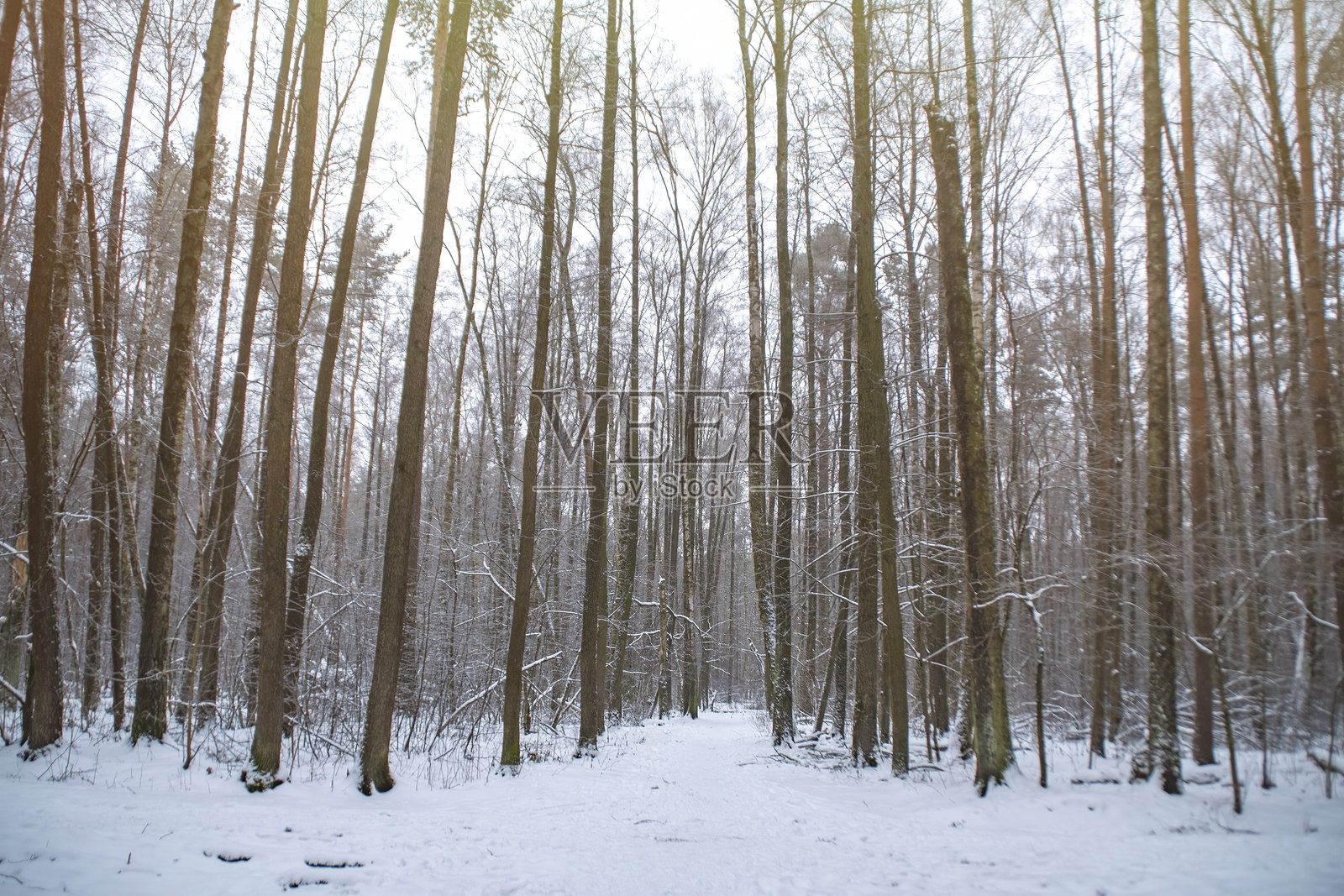 冬季森林中的一条踩踏小径。公园中树木之间的小路。背景是冬季风景。照片摄影图片