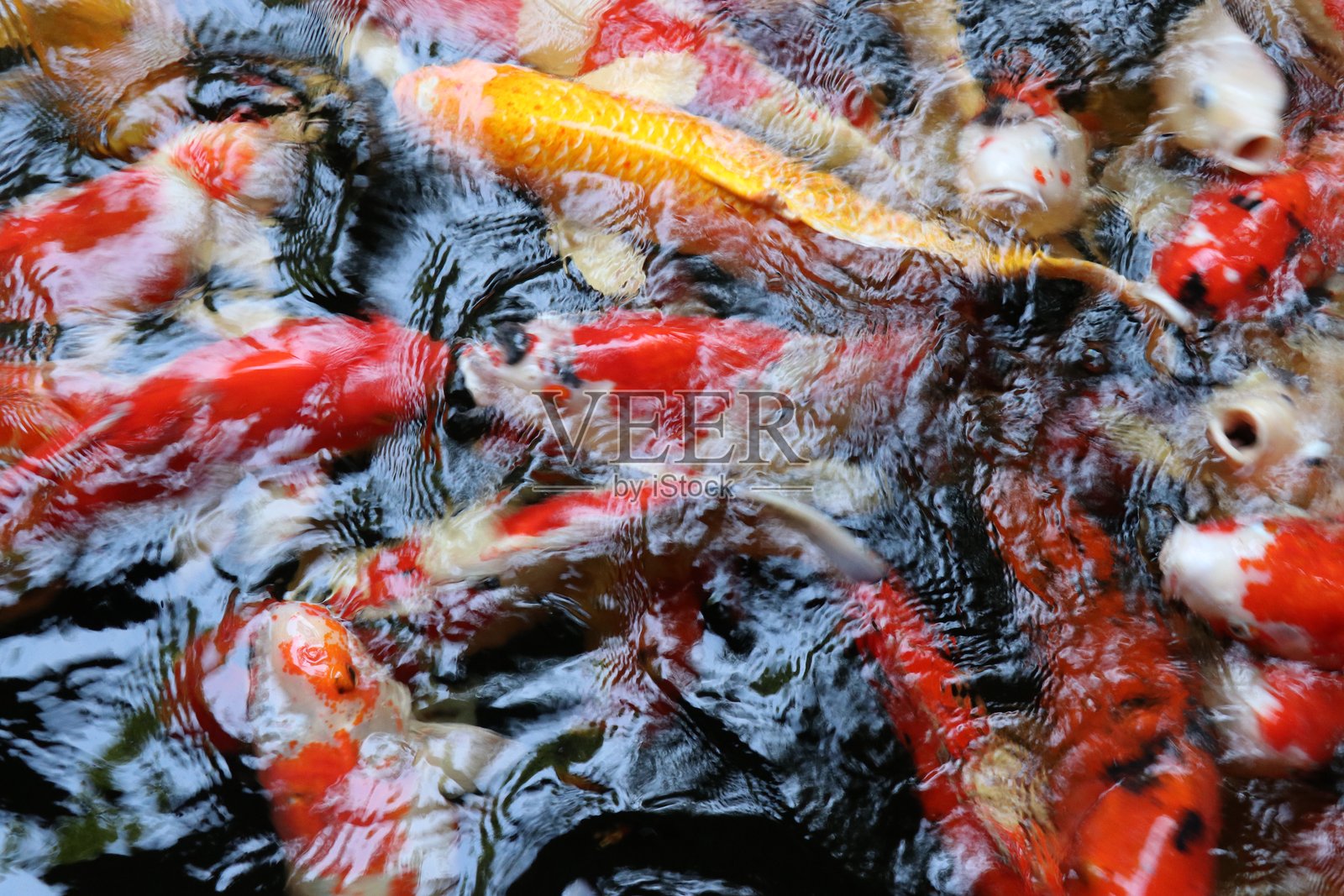 大池塘里的锦鲤色彩斑斓。照片摄影图片