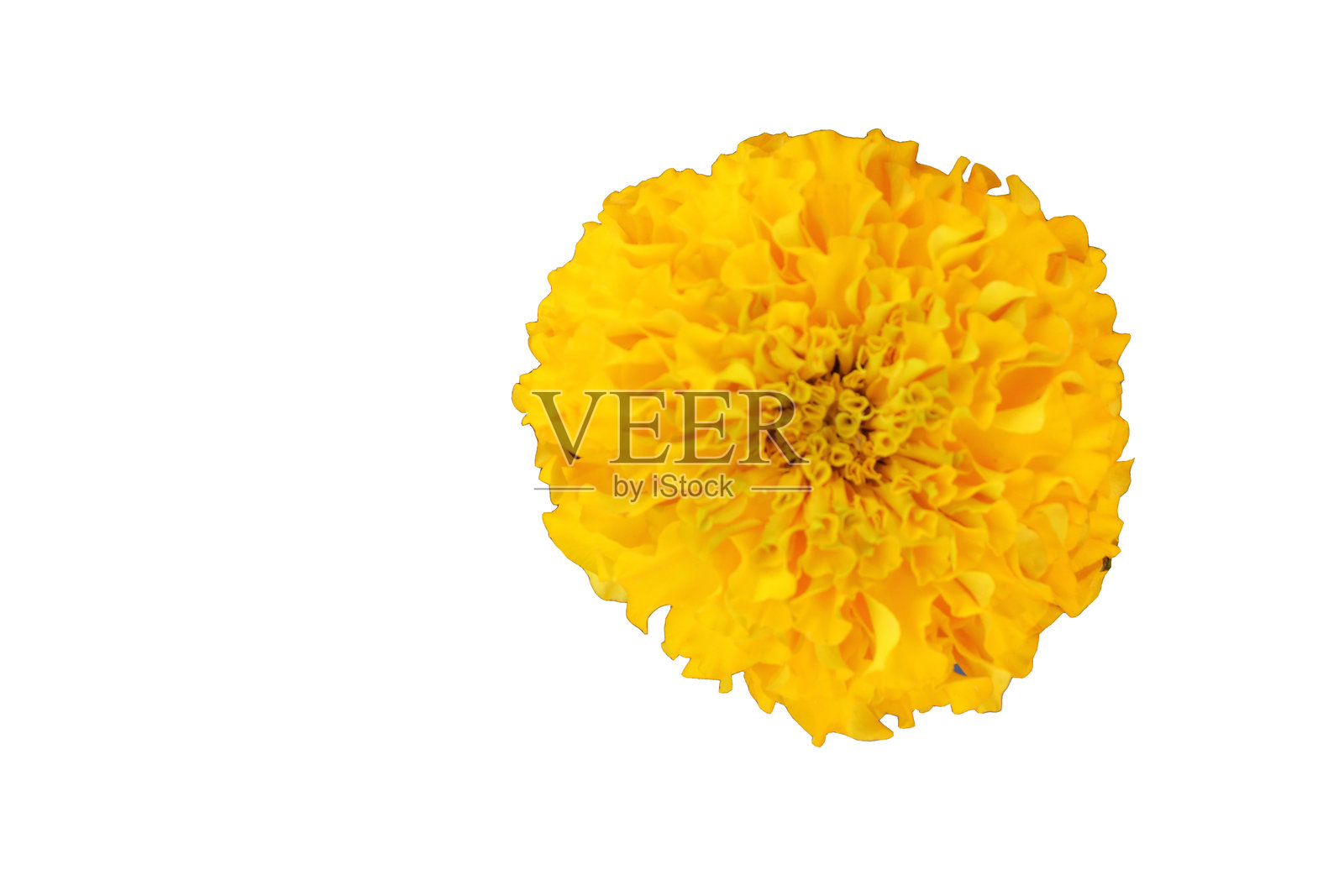 白色背景上的黄色花朵,剪贴画照片摄影图片