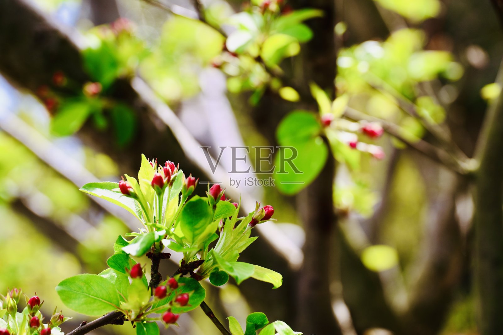 公主苹果花蕾照片摄影图片