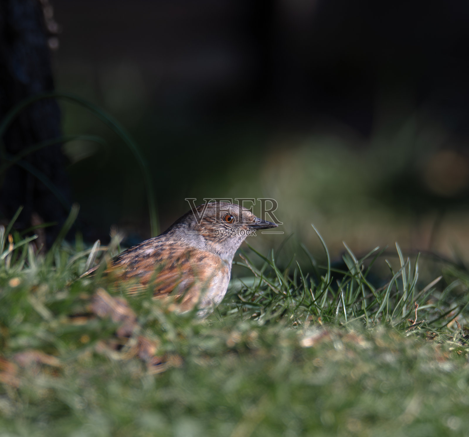 草鹀照片摄影图片