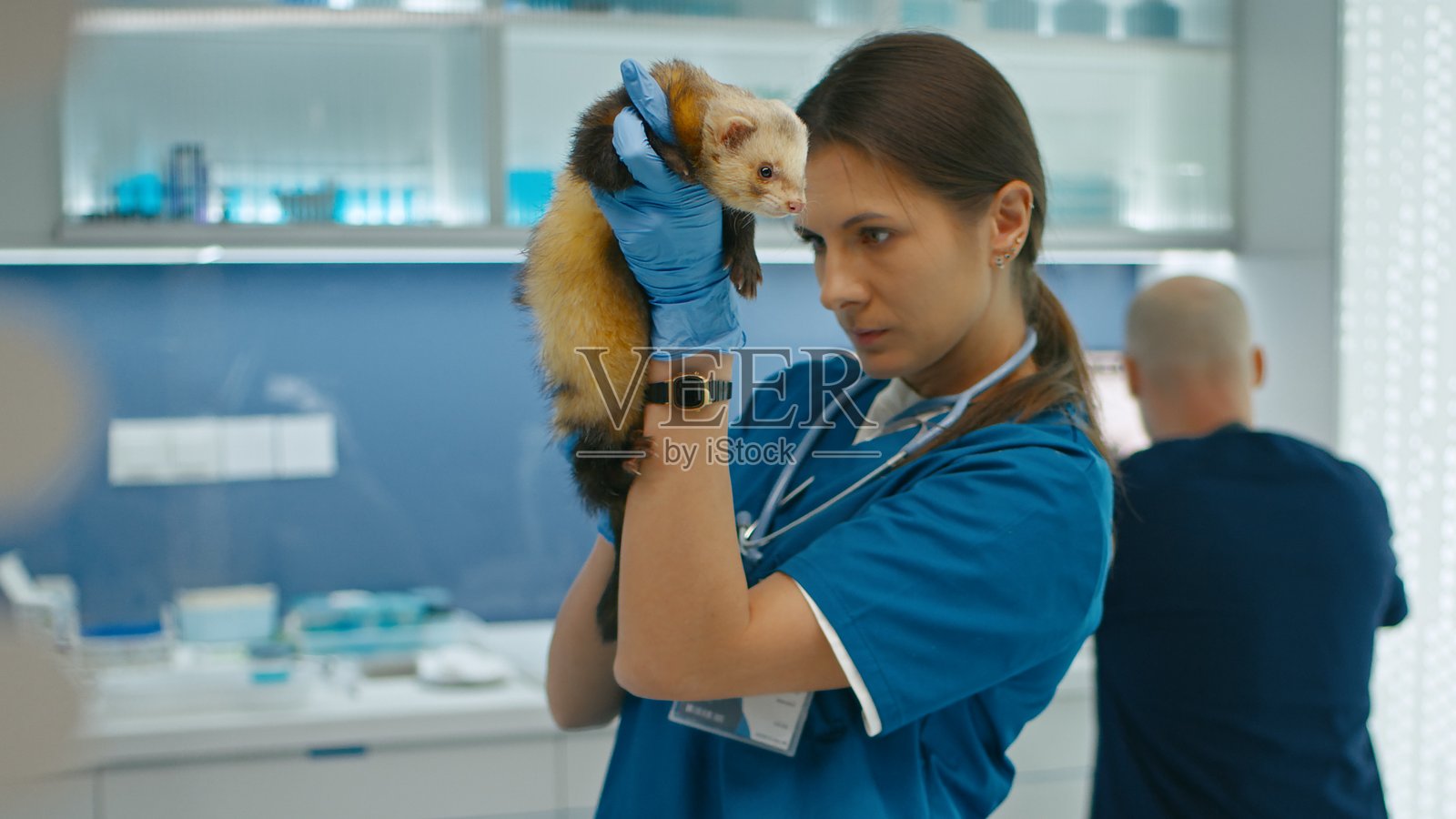女医生在专业诊所仔细评估雪貂,检查是否有健康问题的迹象。照片摄影图片